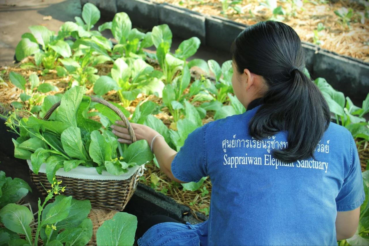 Sappraiwan Elephant Resort & Sanctuary Kaengsopha Екстер'єр фото